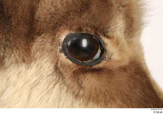 Alpine chamois Rupicapra rupicapra eye 0007.jpg